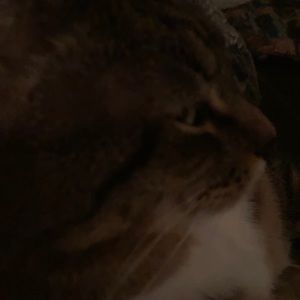 Meet your Posher, Corey